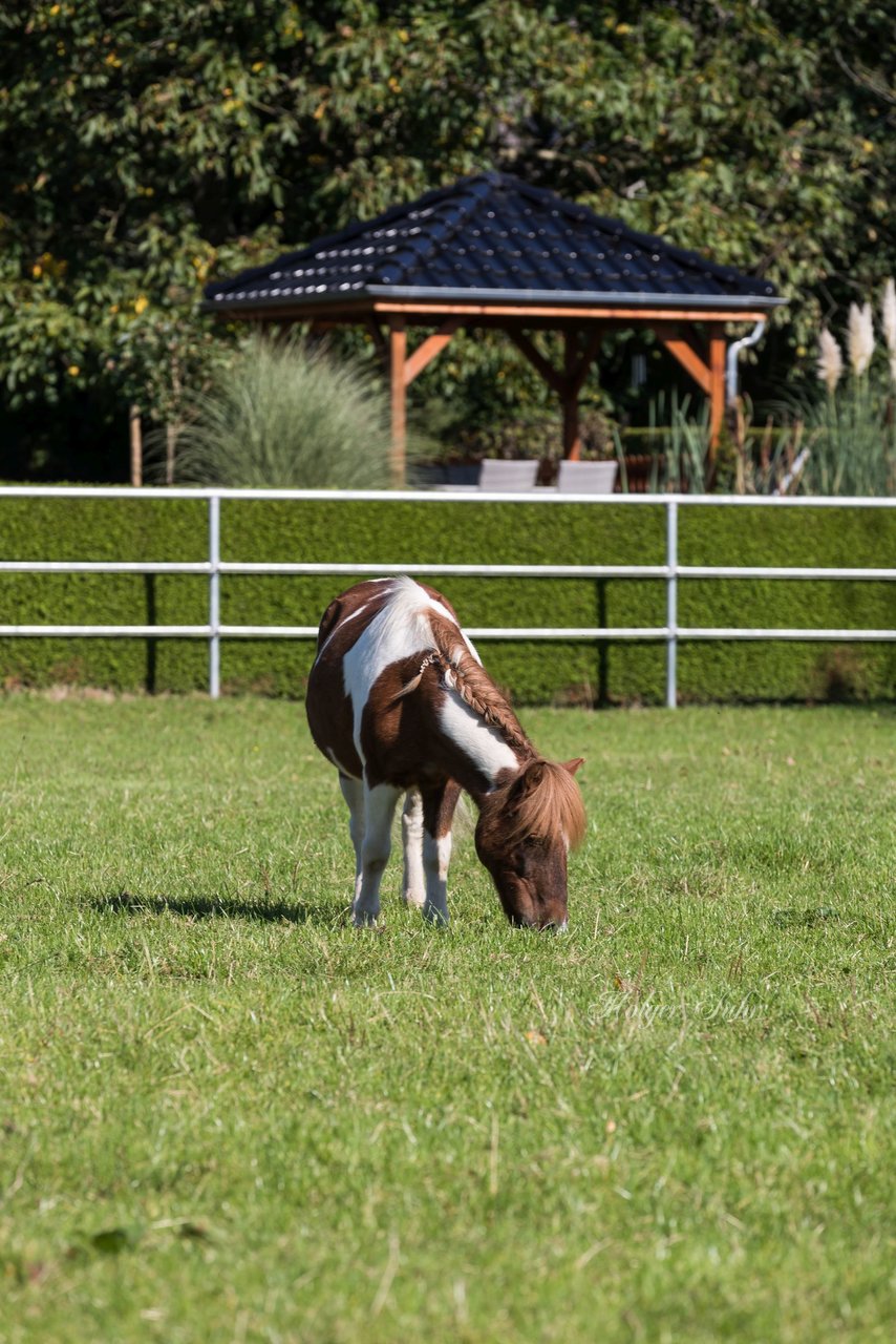 Bild 39 - Fuchshof Turnier